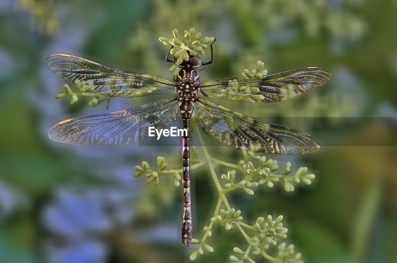 Close-up of dragonfly on flower