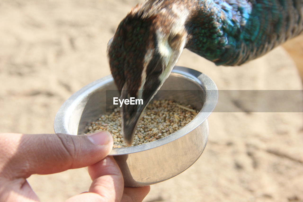 Close-up of hand feeding peacock in container