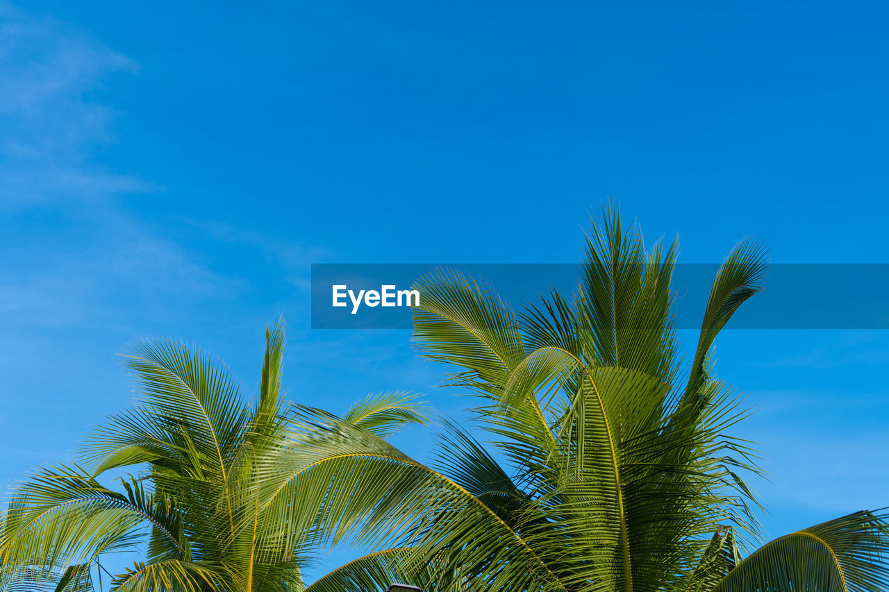 Low angle view of palm tree against blue sky