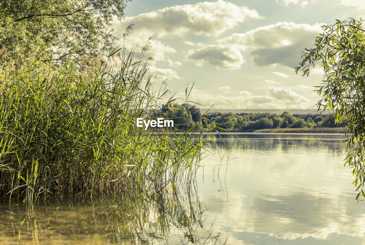 Tranquil view of grass growing on lake