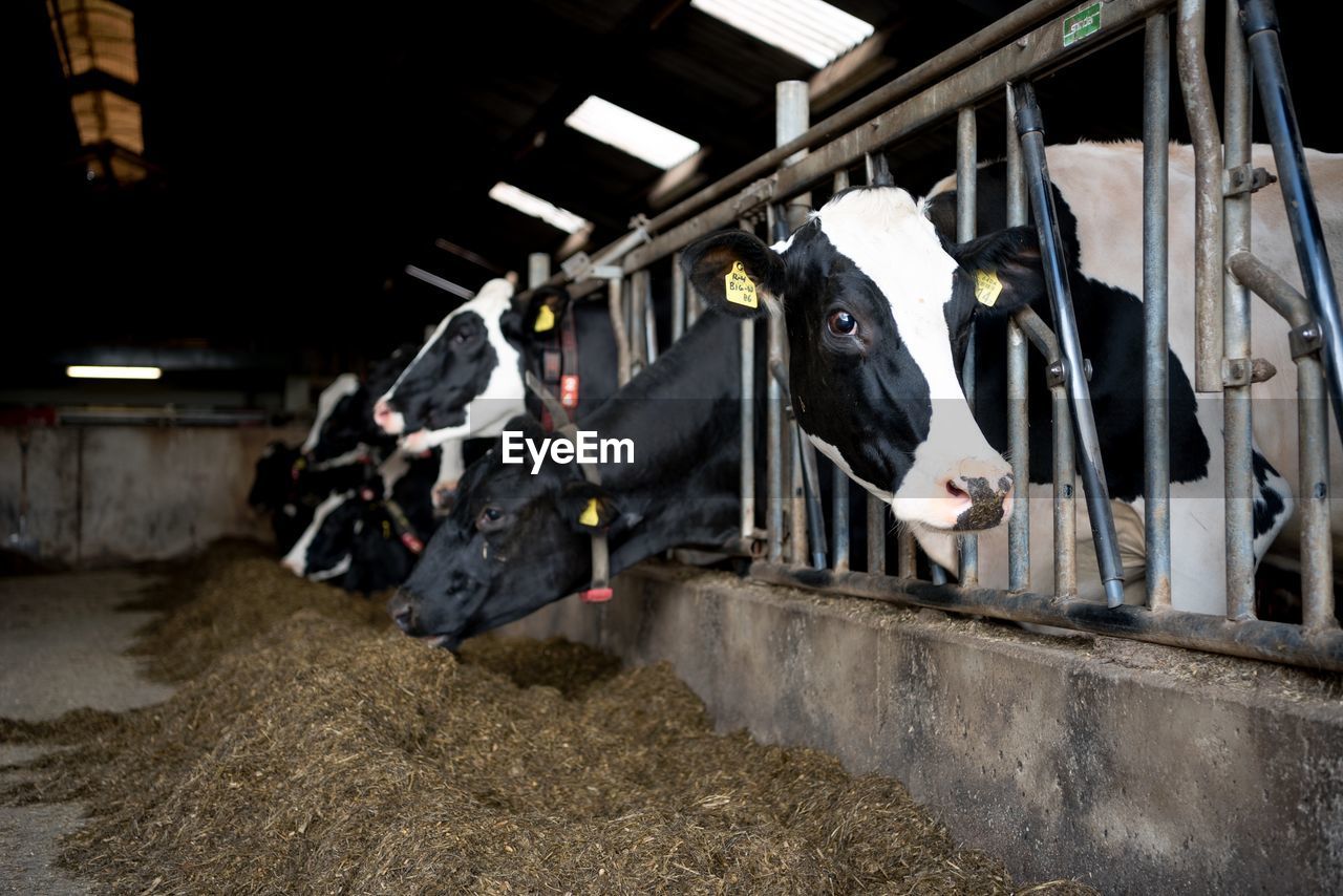 COW IN SHED