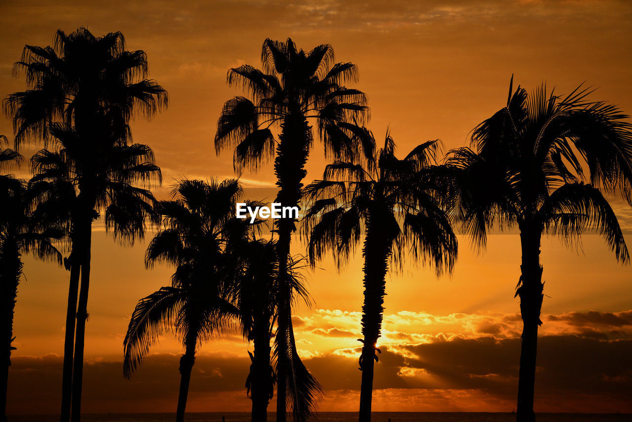 silhouette palm trees against sunset sky