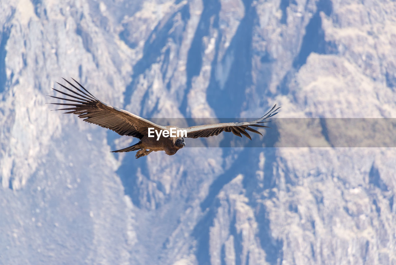 Andean condor flying in mid-air against mountain