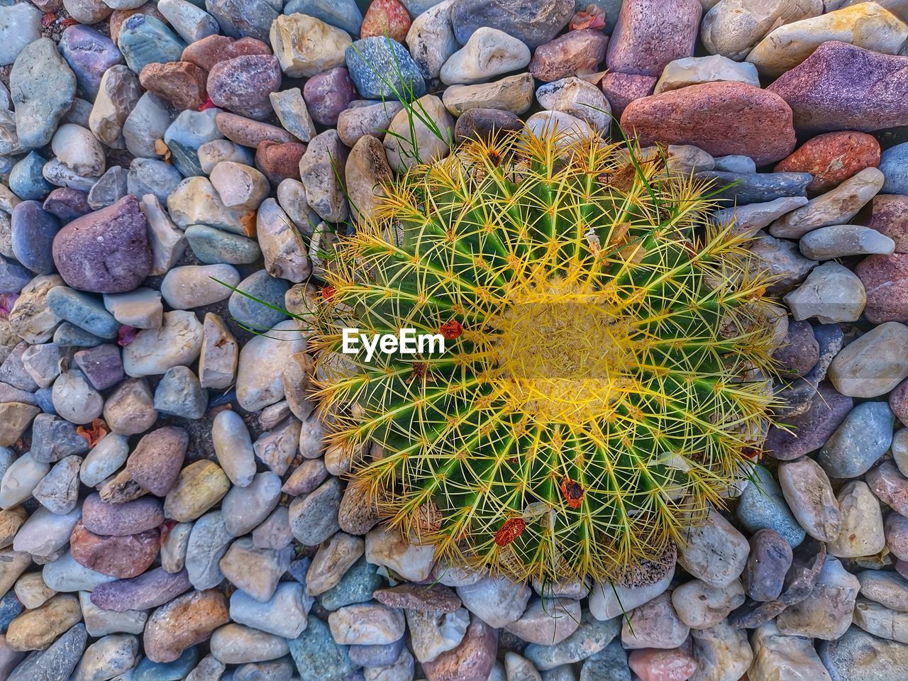 HIGH ANGLE VIEW OF SUCCULENT PLANT GROWING ON ROCKS