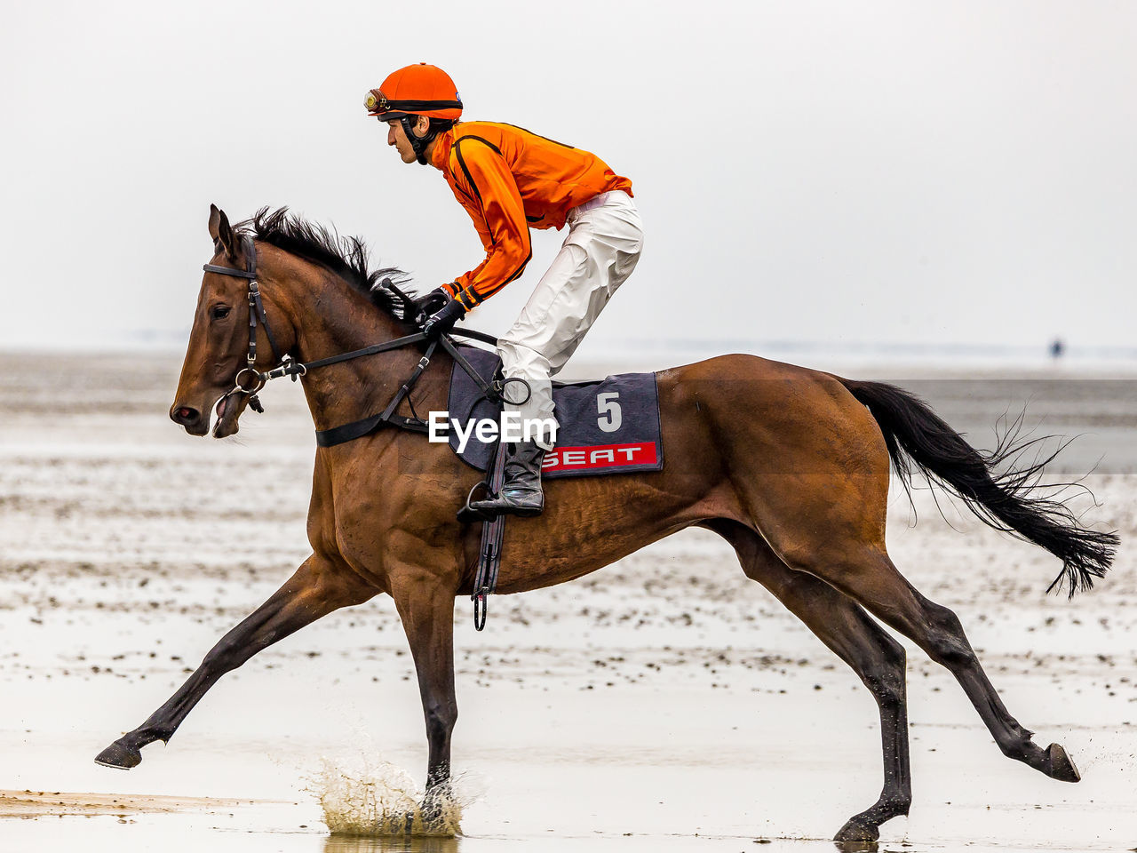 CLOSE-UP OF HORSE