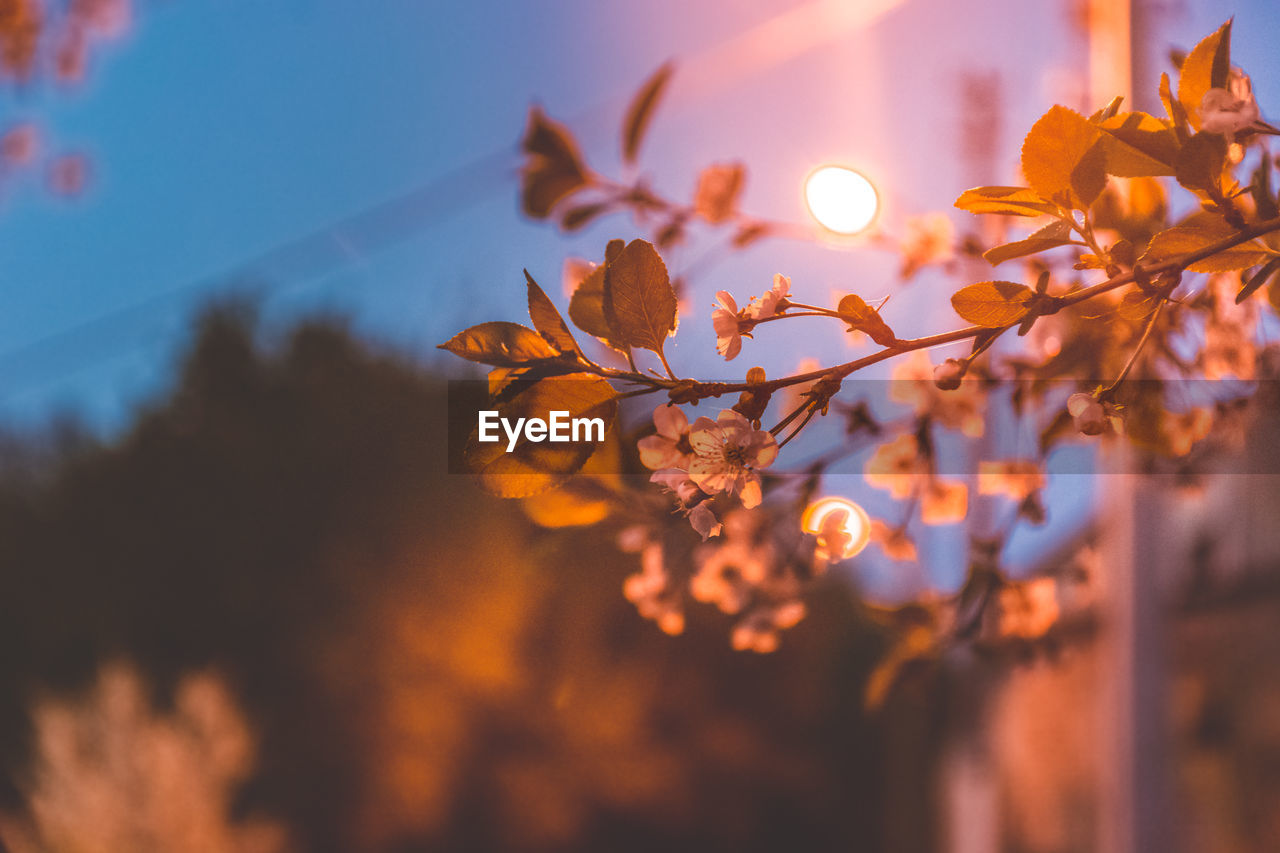 Low angle view of flowering plant against sky during sunset