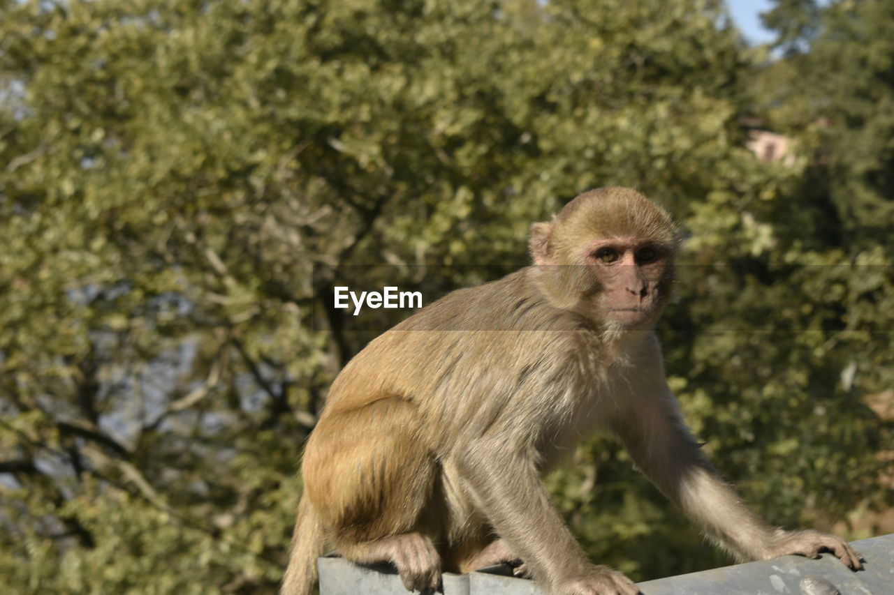 monkey, animal themes, animal, macaque, animal wildlife, primate, mammal, old world monkey, wildlife, one animal, sitting, baboon, tree, nature, no people, focus on foreground, day, outdoors, looking, portrait, ape, new world monkey, plant, zoo