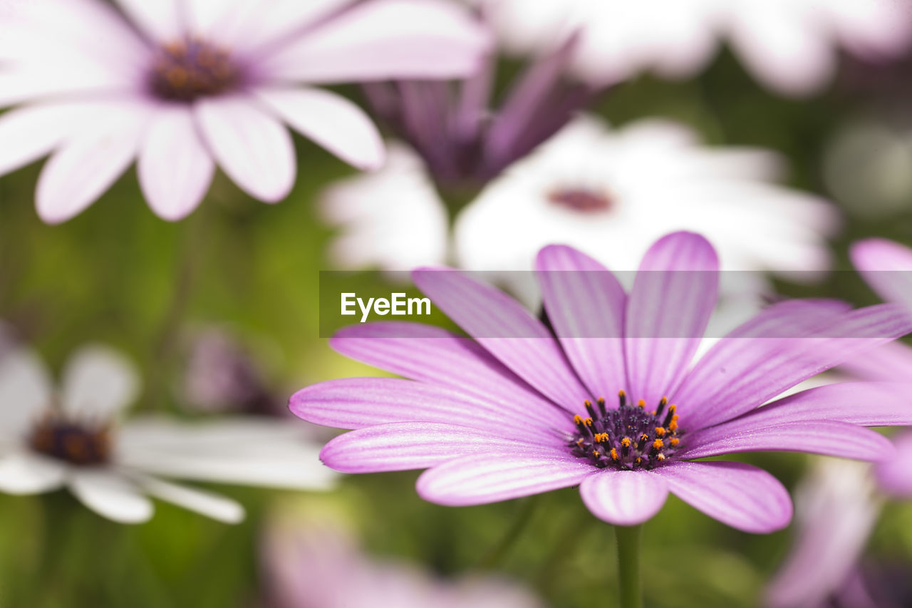 CLOSE-UP OF PINK DAISY FLOWER