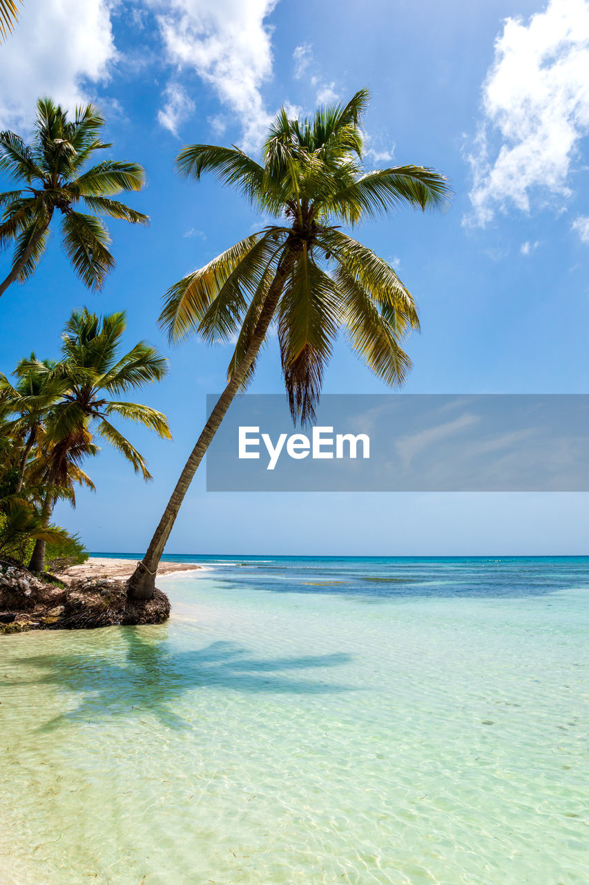 Scenic view of palm tree at sea against sky