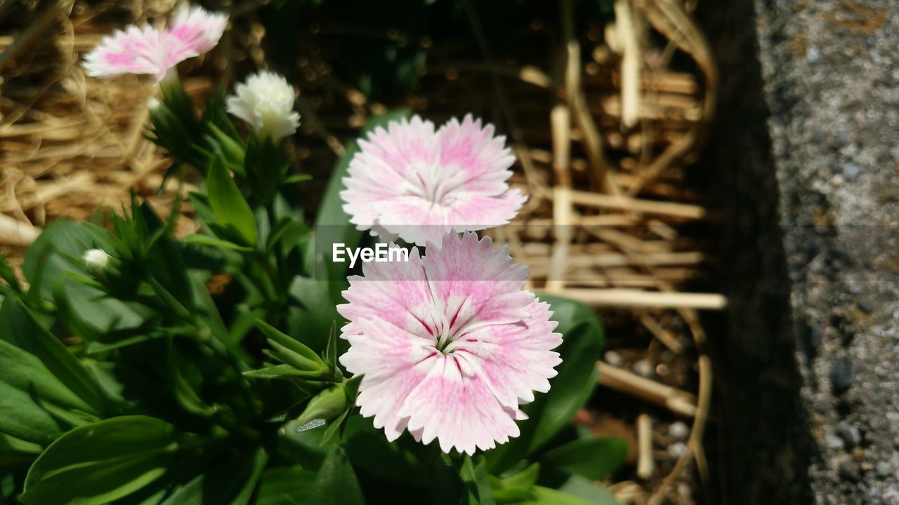 CLOSE-UP OF PINK FLOWERS BLOOMING