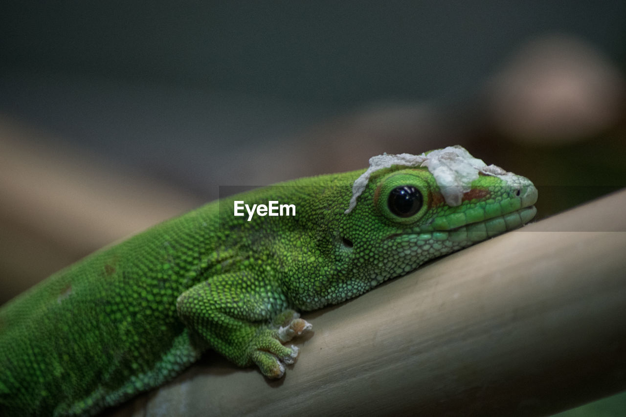 CLOSE-UP OF LIZARD