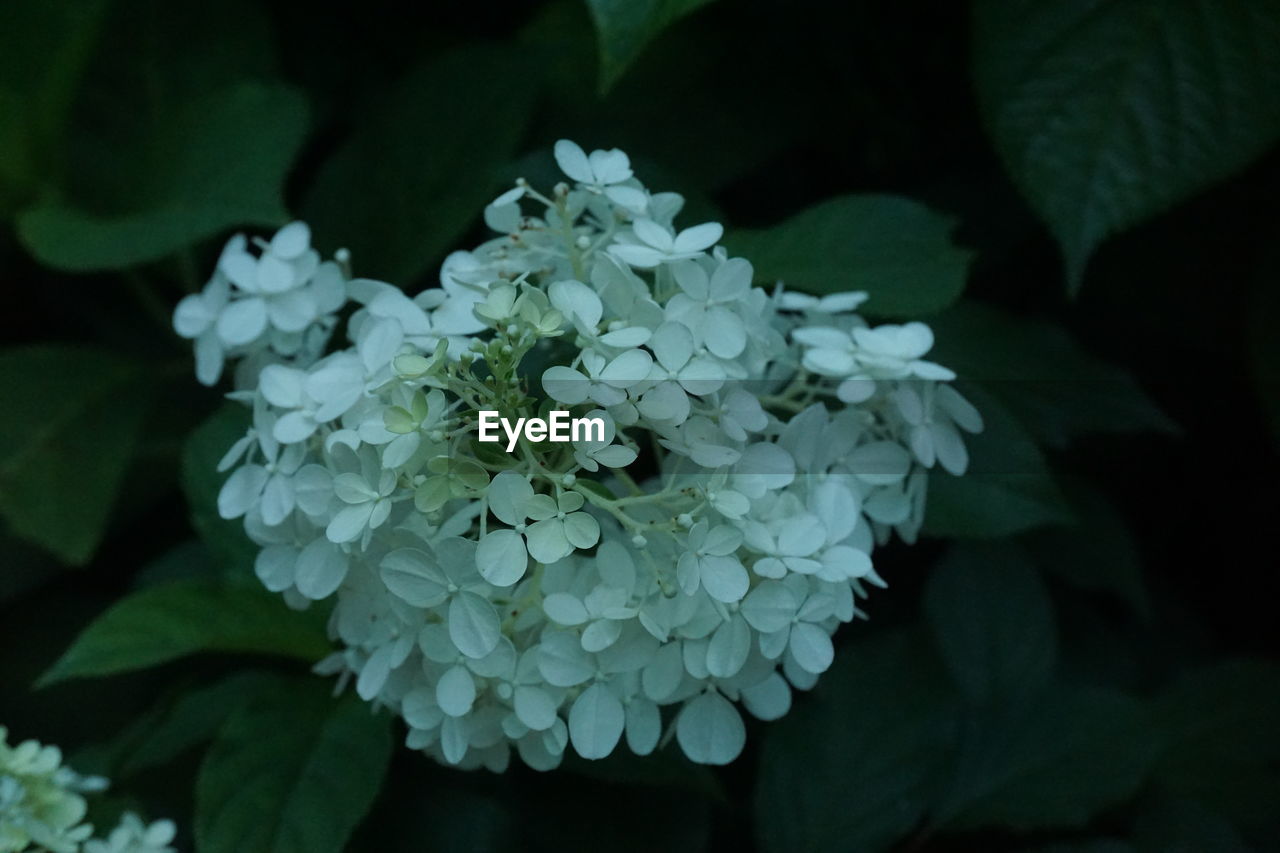 CLOSE-UP OF FRESH WHITE HYDRANGEA FLOWERS