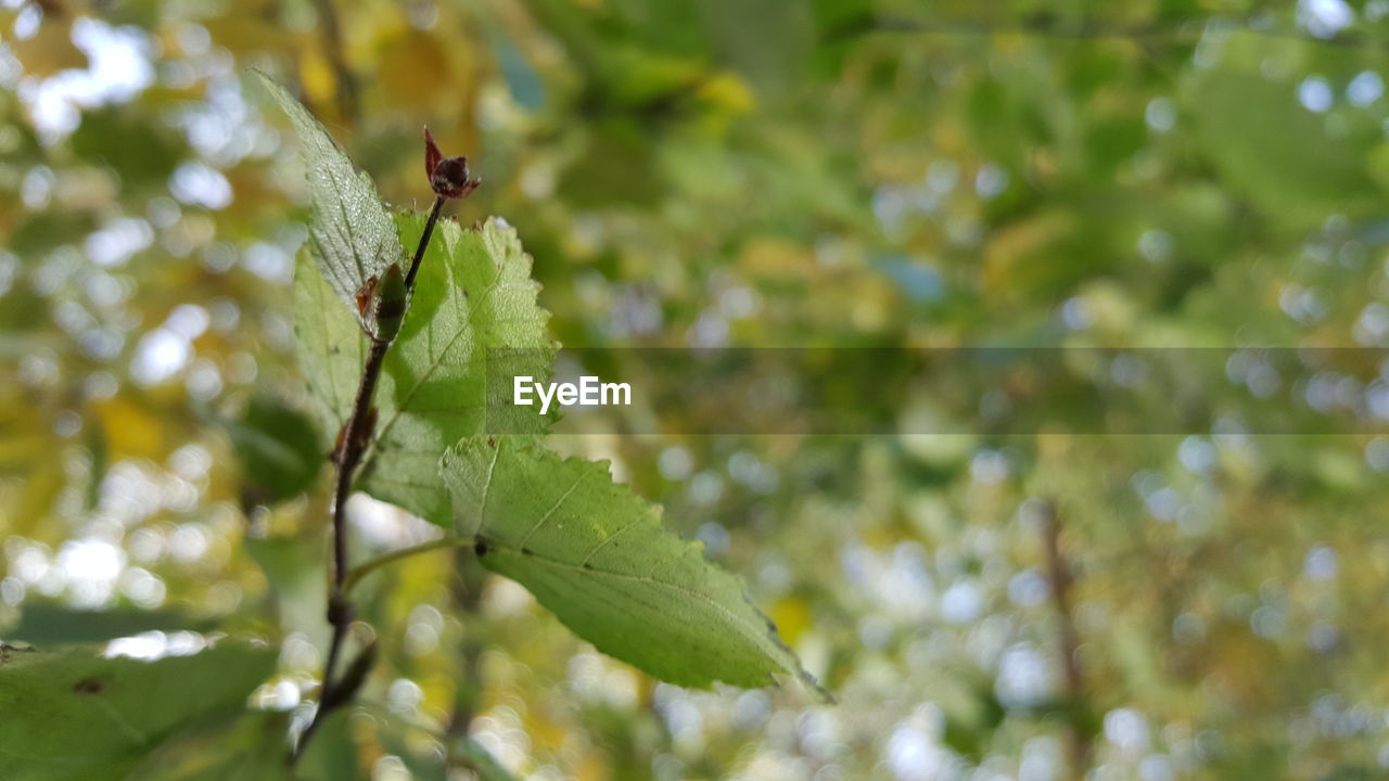 Close-up of insect on plant