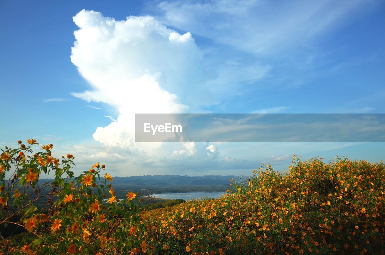 Yellow flowers blooming on landscape against sky