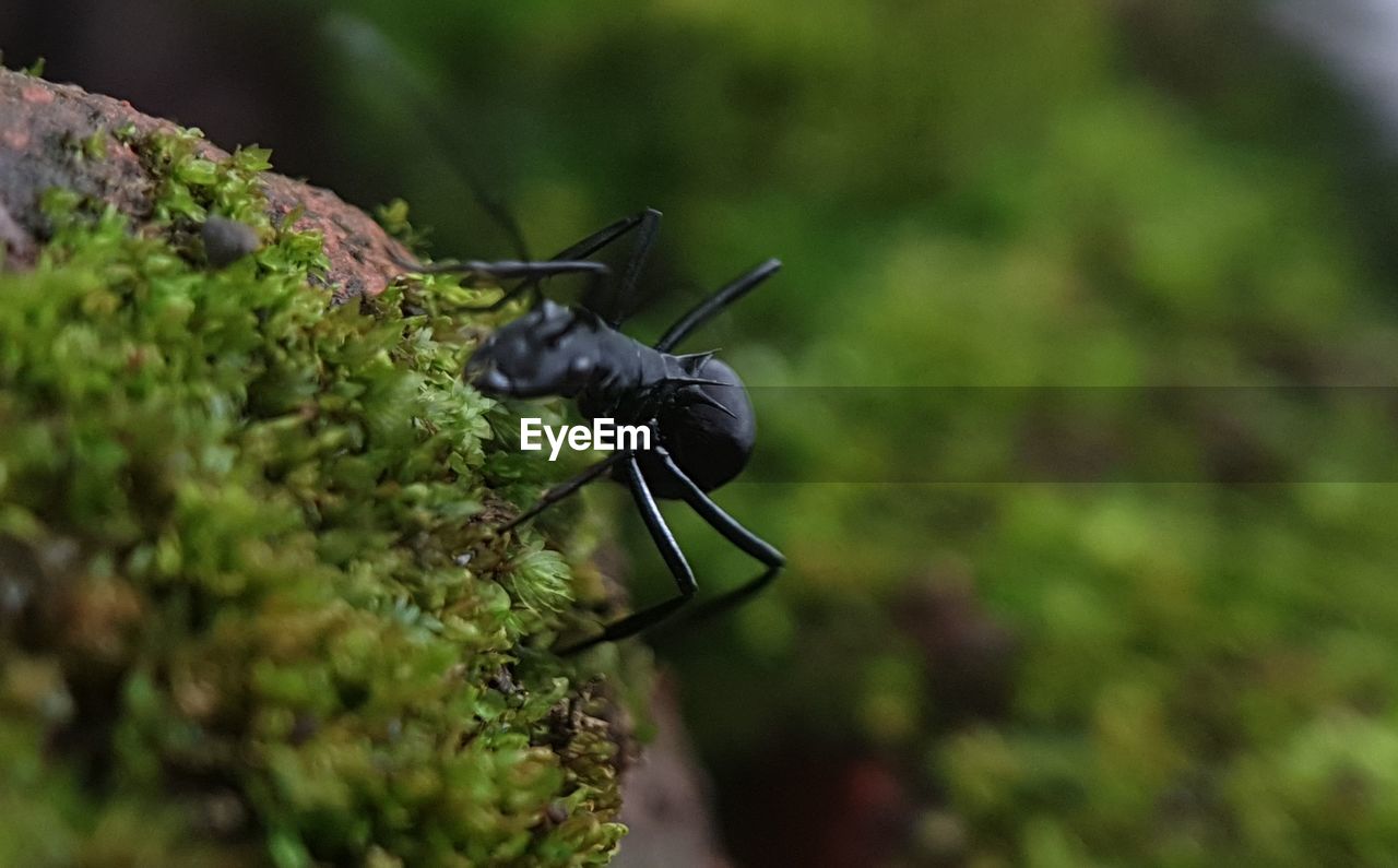 close-up of insect on plant