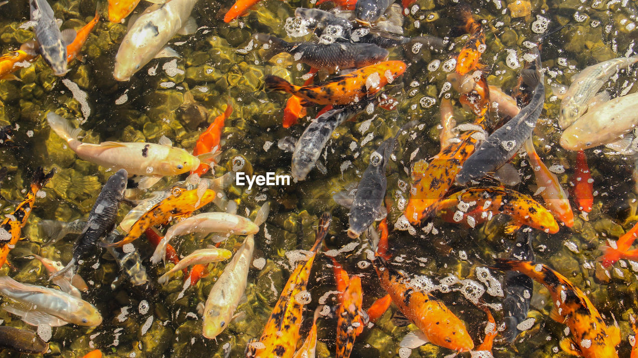 FISH SWIMMING IN POND