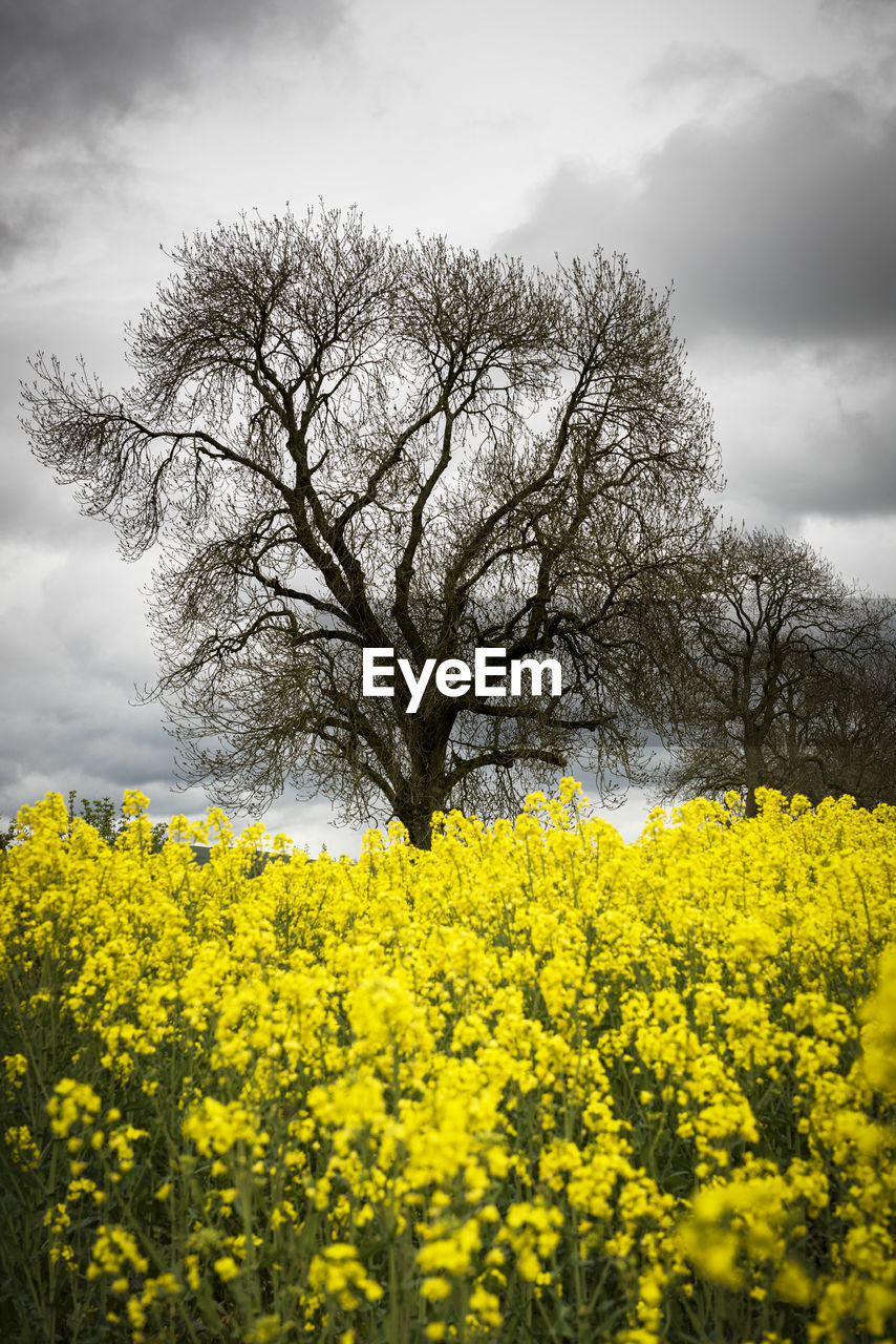 SCENIC VIEW OF OILSEED RAPE FIELD