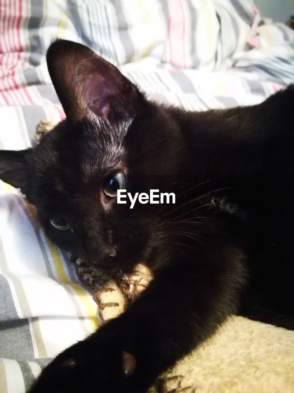 CLOSE-UP OF CAT LYING ON BED AT HOME