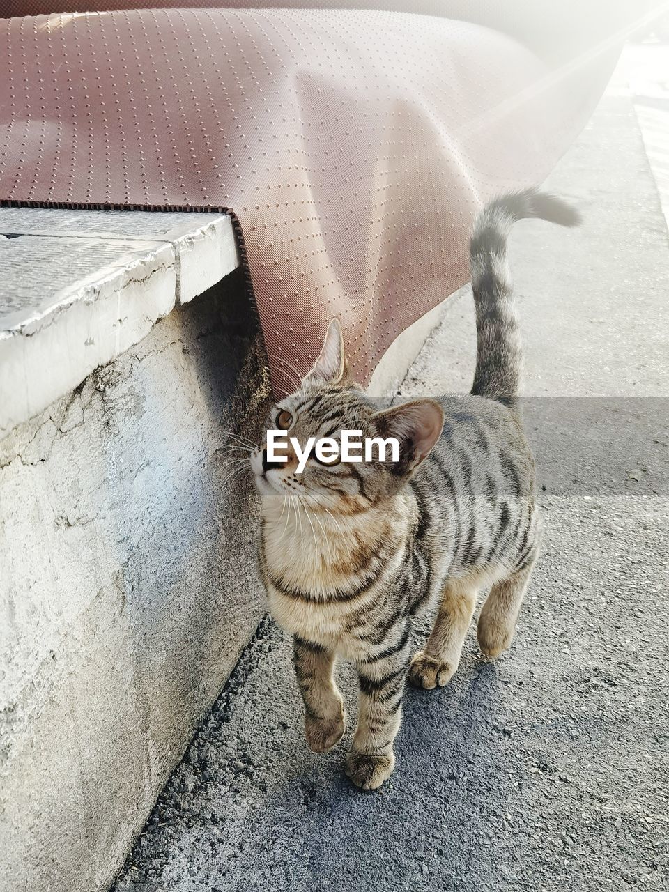 HIGH ANGLE VIEW OF CAT SITTING ON FLOOR