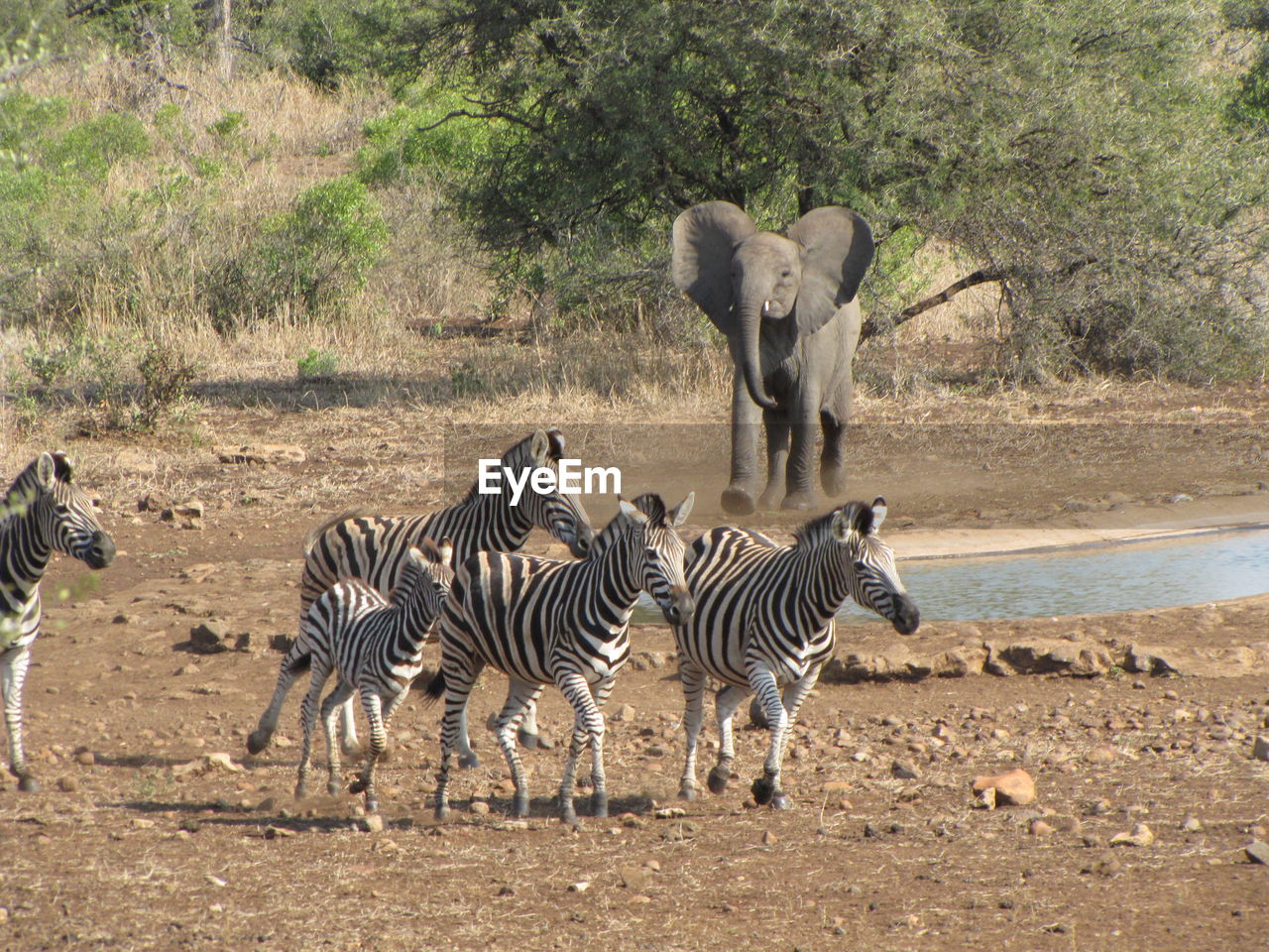 Young elephant chasing zebras