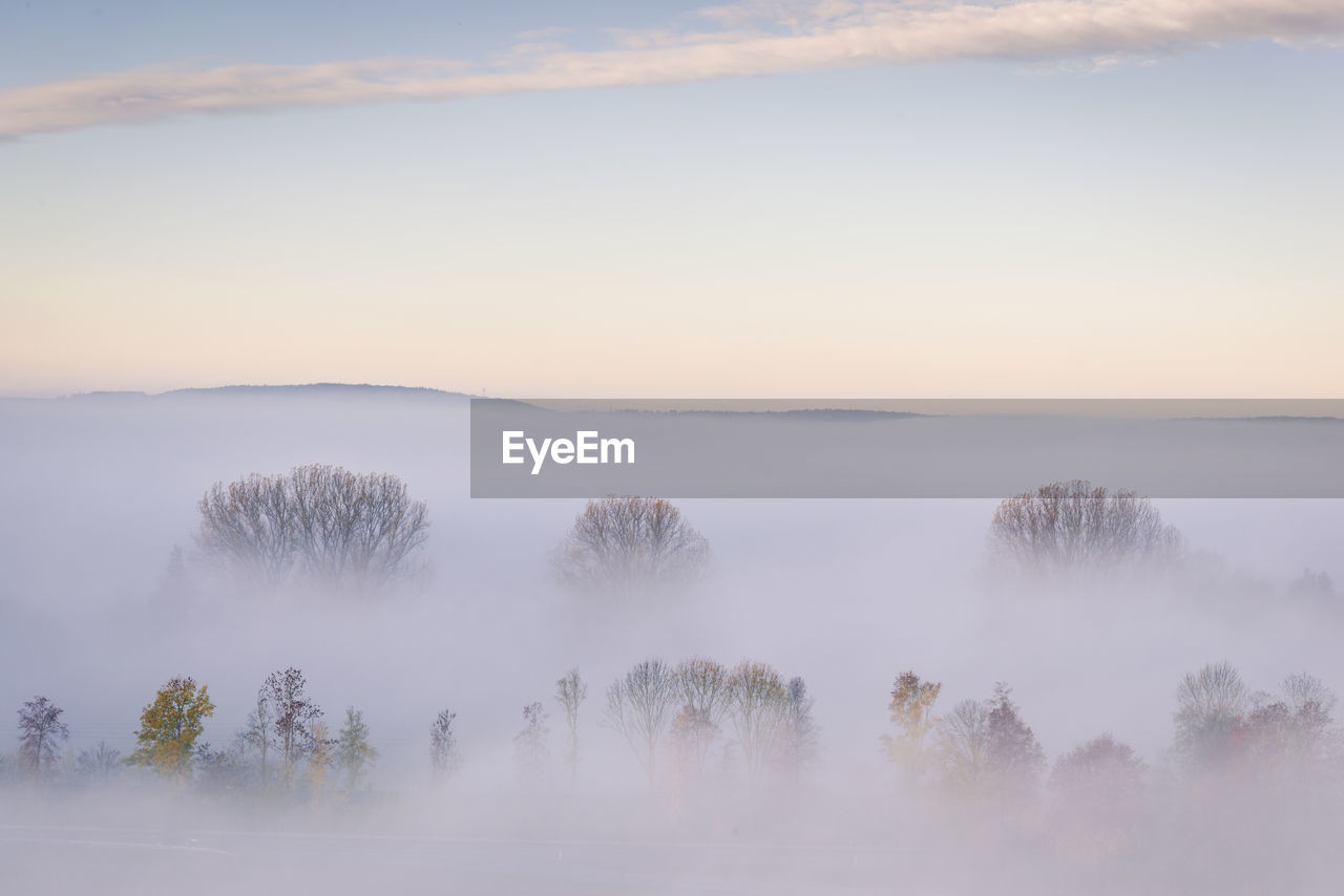 Scenic view of trees against sky
