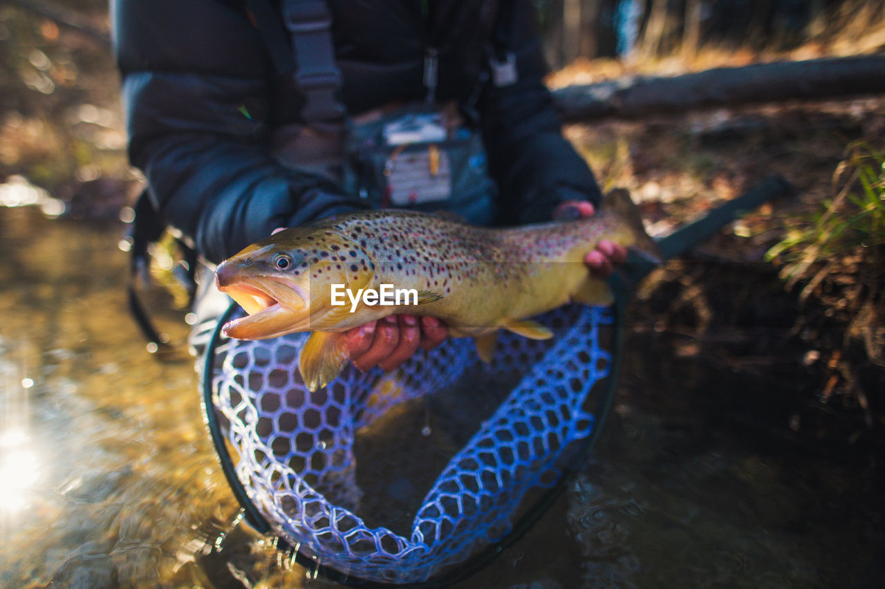 A man catches a large brown trout on a river in maine