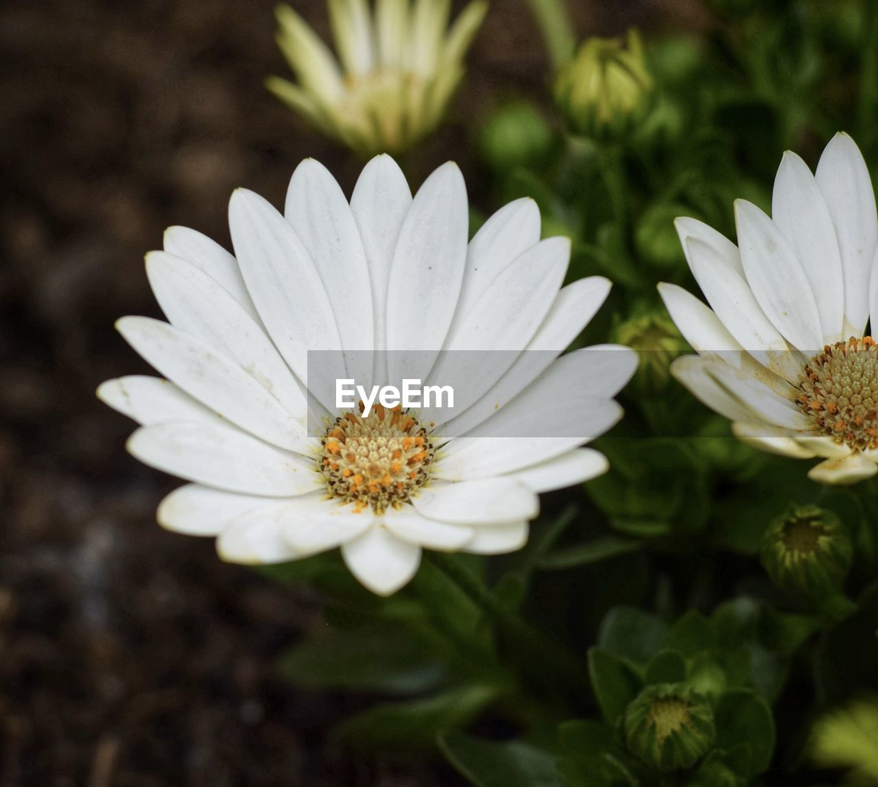 flower, flowering plant, plant, freshness, beauty in nature, daisy, nature, close-up, white, flower head, macro photography, growth, petal, fragility, pollen, inflorescence, no people, botany, outdoors, wildflower, yellow, blossom, focus on foreground, summer, springtime