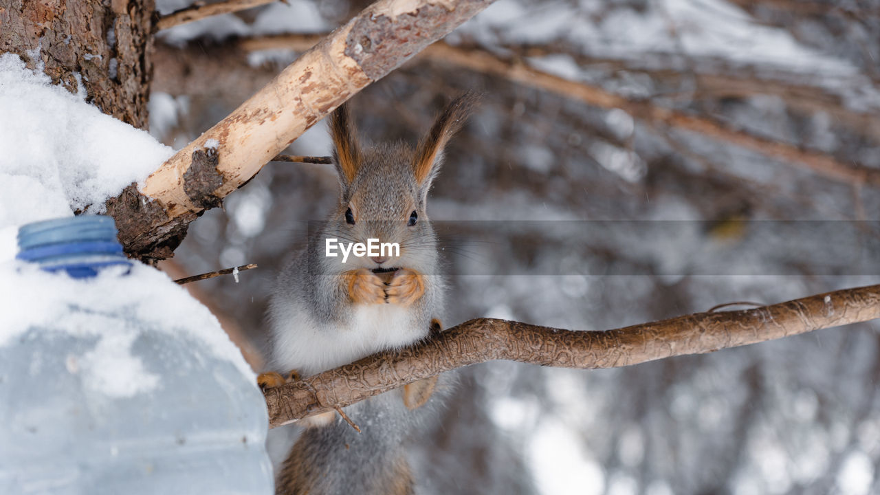 winter, animal, animal themes, squirrel, branch, snow, one animal, animal wildlife, mammal, wildlife, tree, nature, cold temperature, no people, rodent, outdoors, plant, day, close-up, spring, portrait, focus on foreground