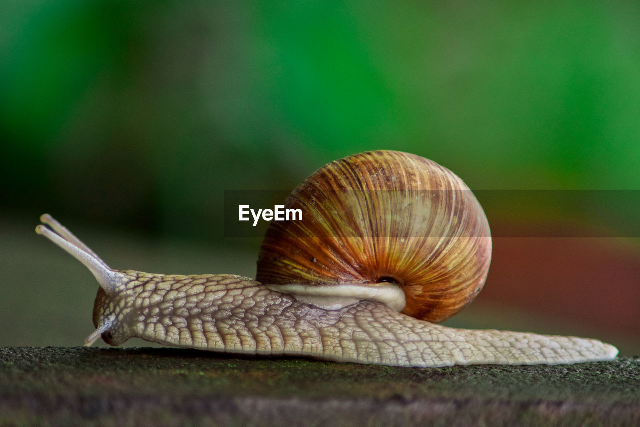 Close-up of snail