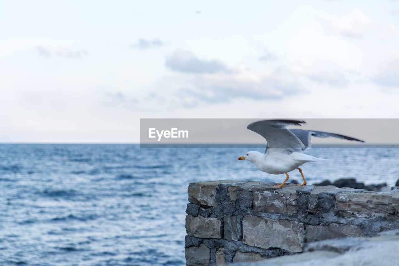 SEAGULL PERCHING ON A ROCK