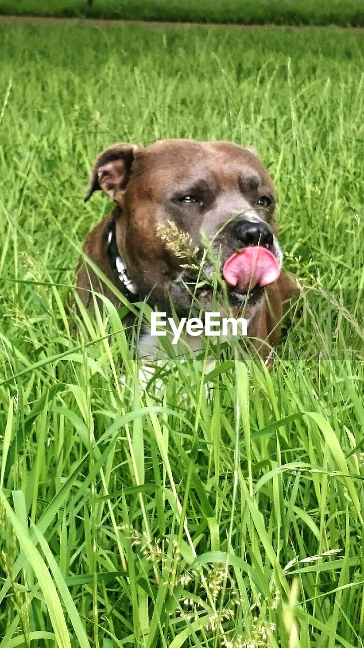 DOG STANDING ON GRASSY FIELD