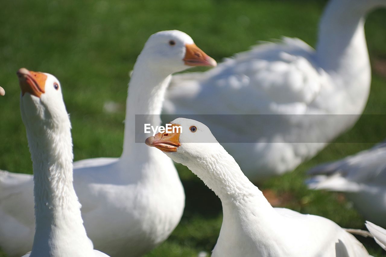 CLOSE-UP VIEW OF GEESE