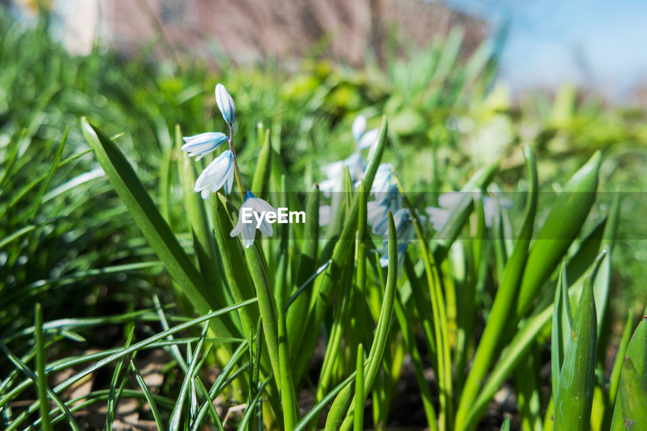 plant, grass, green, flower, lawn, growth, nature, beauty in nature, flowering plant, meadow, freshness, field, close-up, snowdrop, no people, land, day, focus on foreground, springtime, outdoors, fragility, environment, white, selective focus, prairie, landscape, leaf
