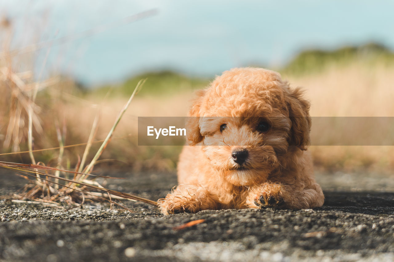 Brown poodle dog resting on the floor