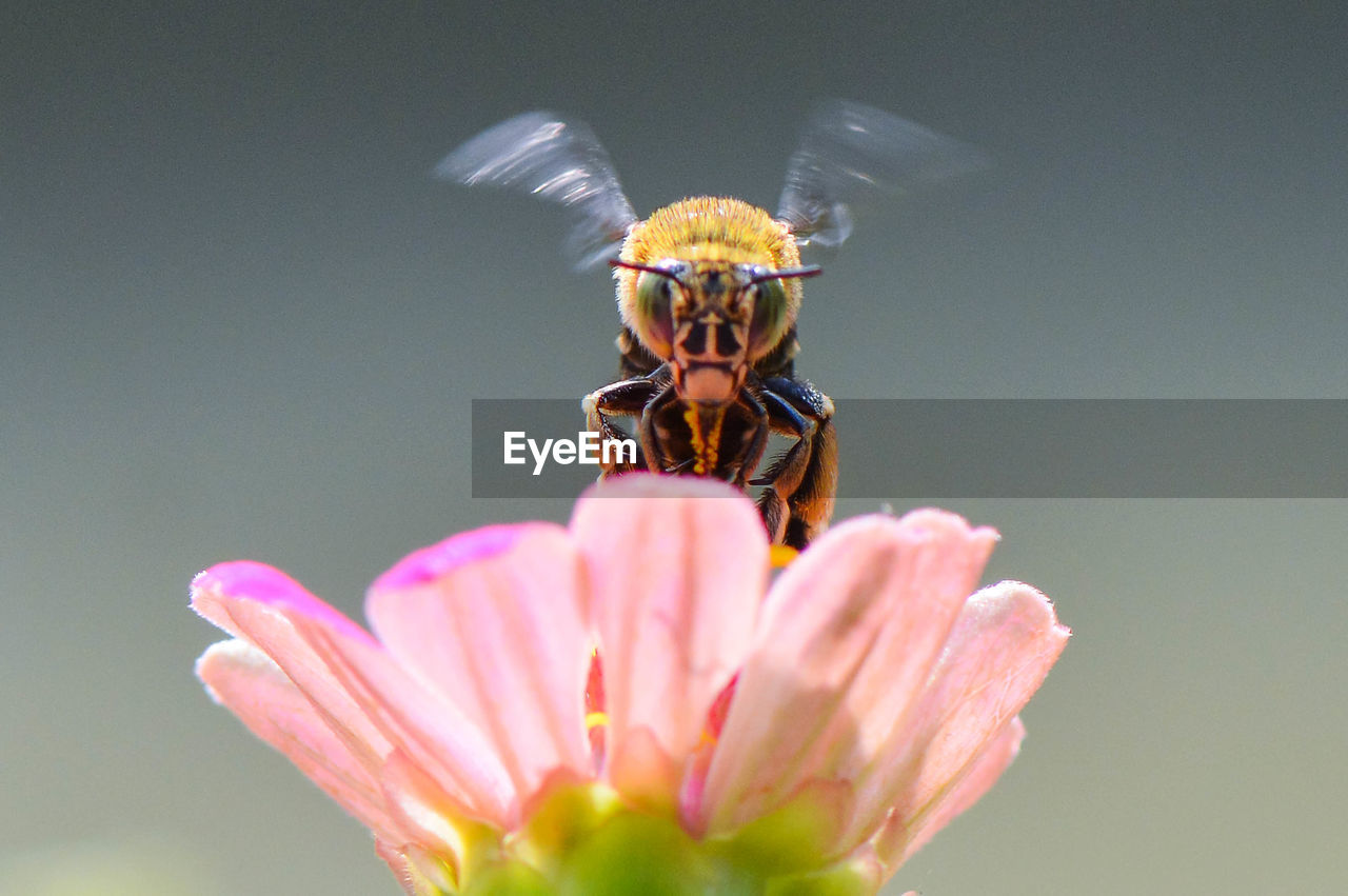 Close-up of insect on pink flower