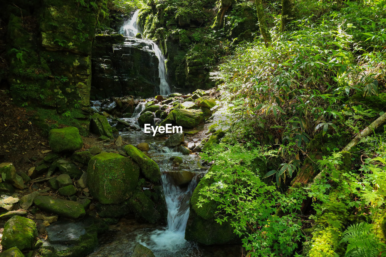 WATER FLOWING THROUGH ROCKS IN FOREST