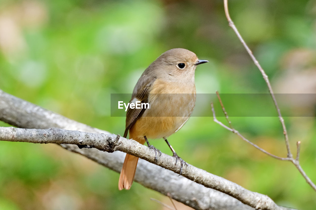 CLOSE-UP OF SPARROW PERCHING ON TREE