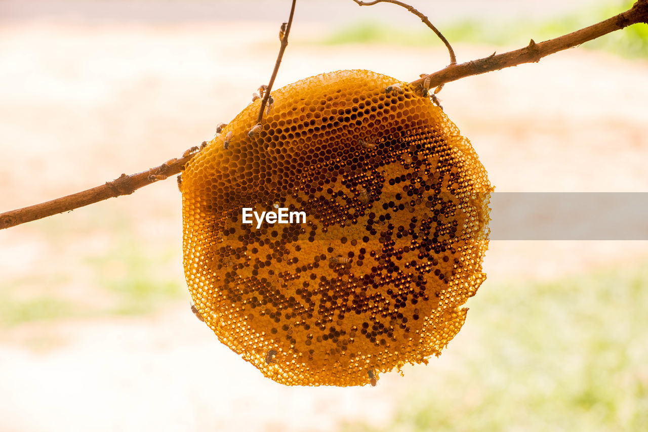 CLOSE-UP OF FRUITS HANGING ON TREE