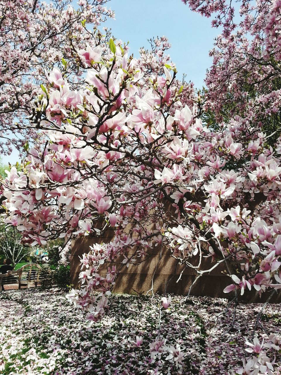 Magnolias blooming in park