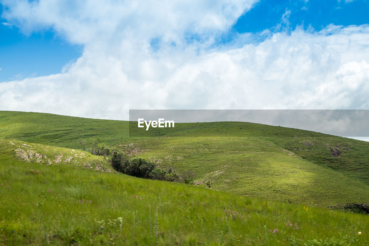 Scenic view of grassy field against sky