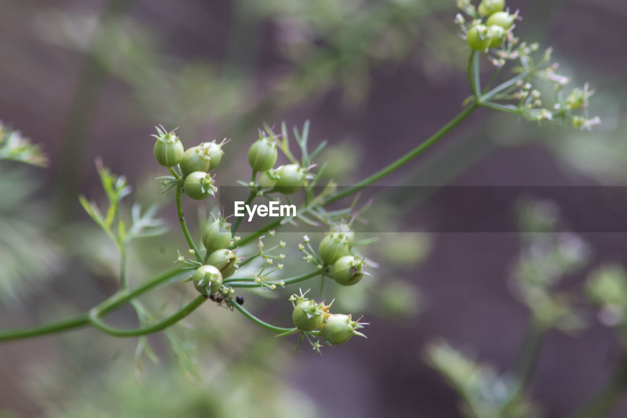 Close-up of flowering plant