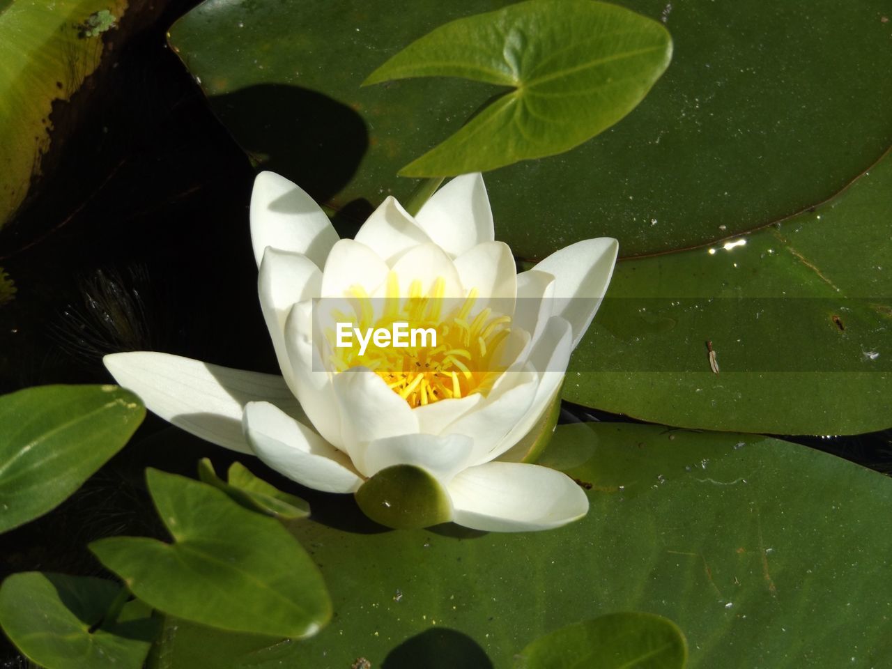 CLOSE-UP OF LOTUS WATER LILY IN POND