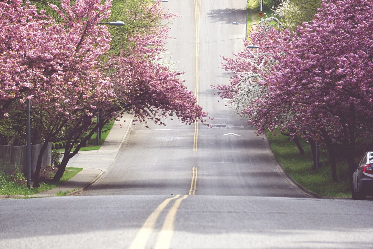 Empty road amidst flowering trees