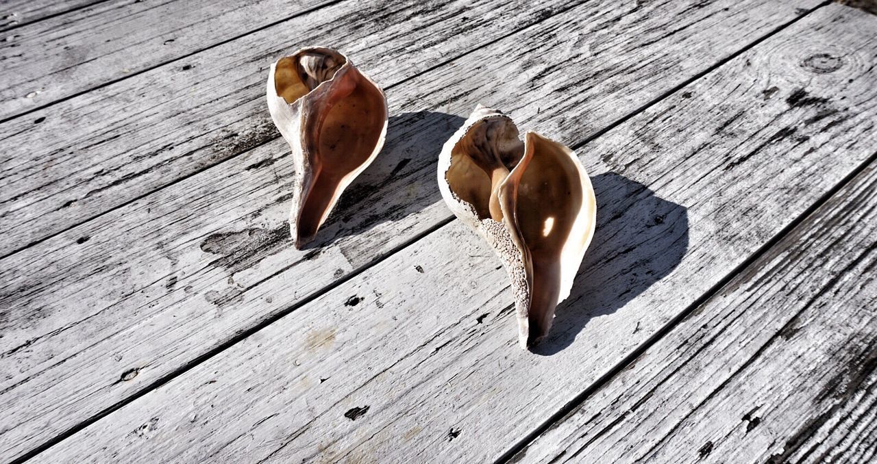 High angle view of damaged sea shells on pier