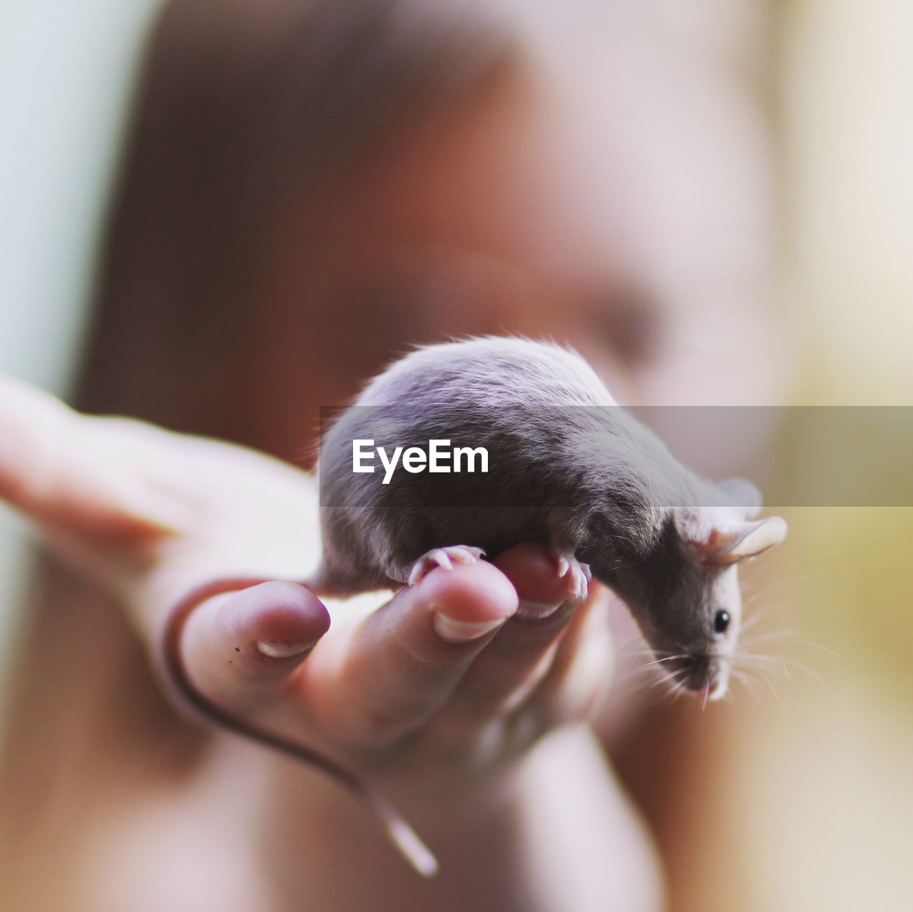 Close-up of girl holding mouse