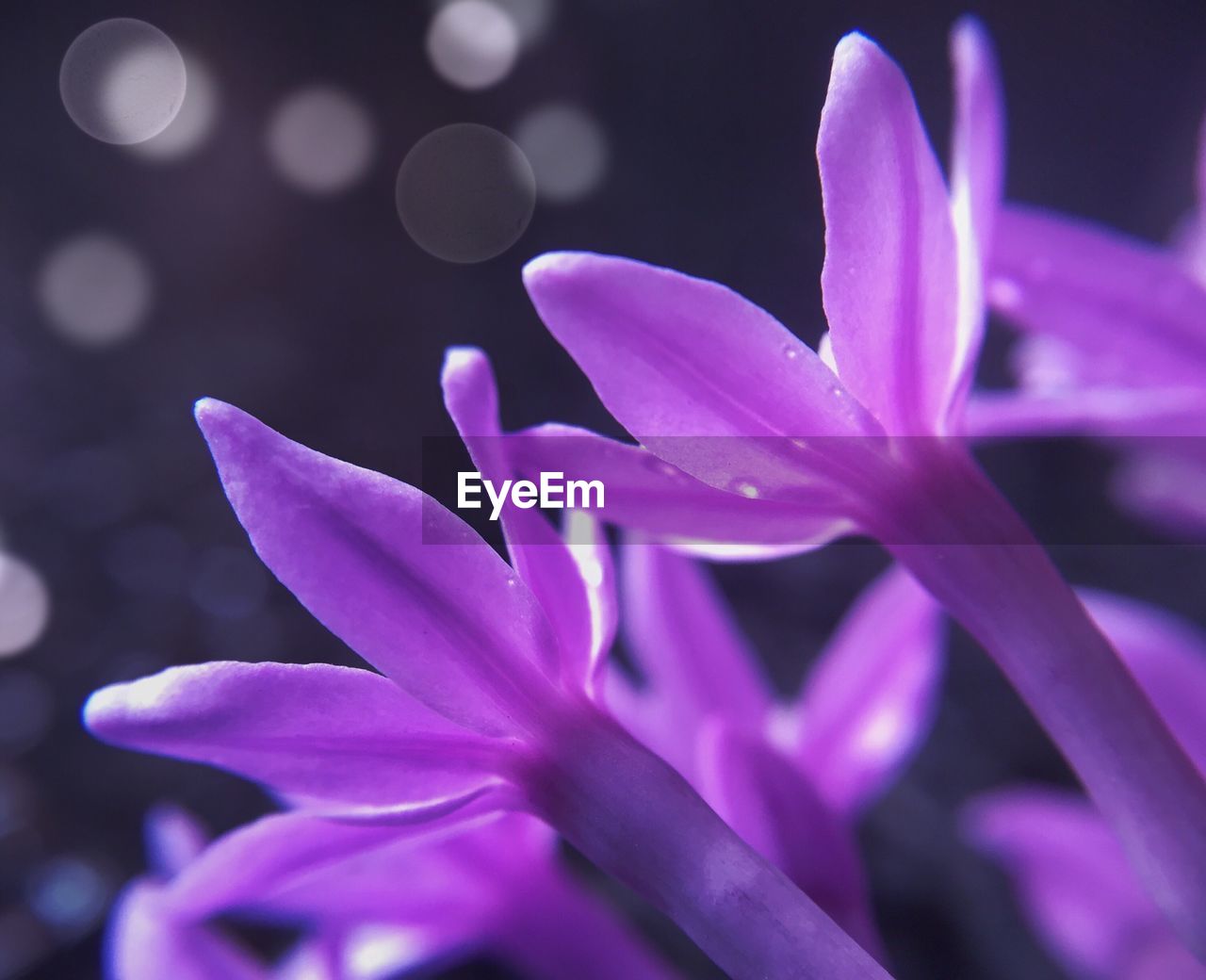 CLOSE-UP OF PINK FLOWERS BLOOMING