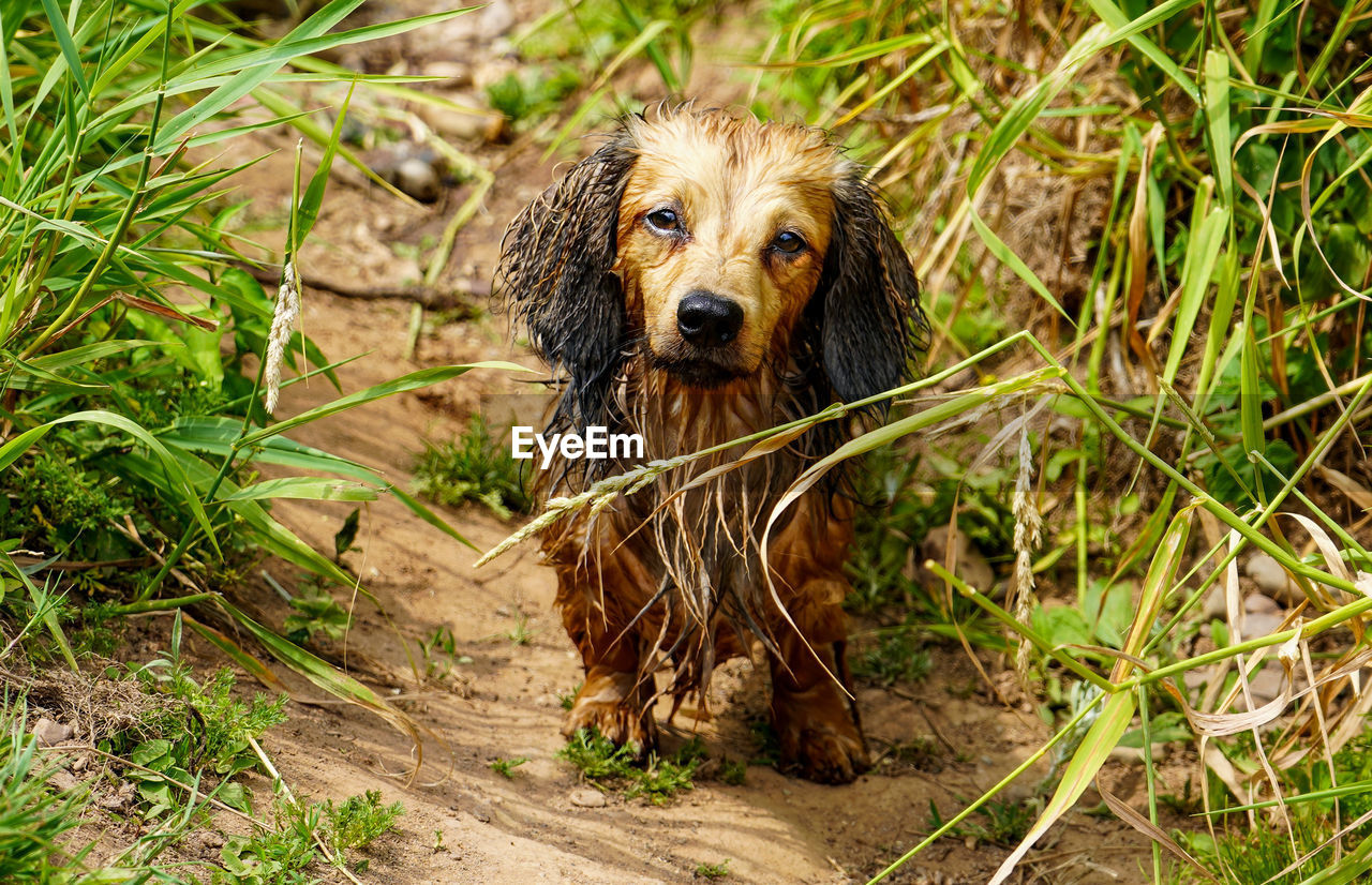 Portrait of dog on field