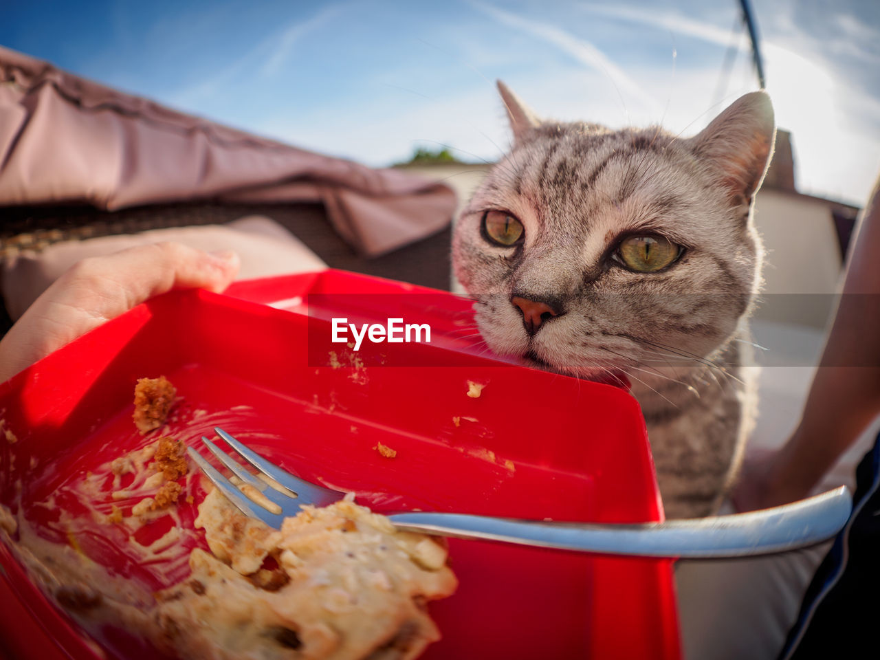 Close-up of british shorthair cat feeding on food