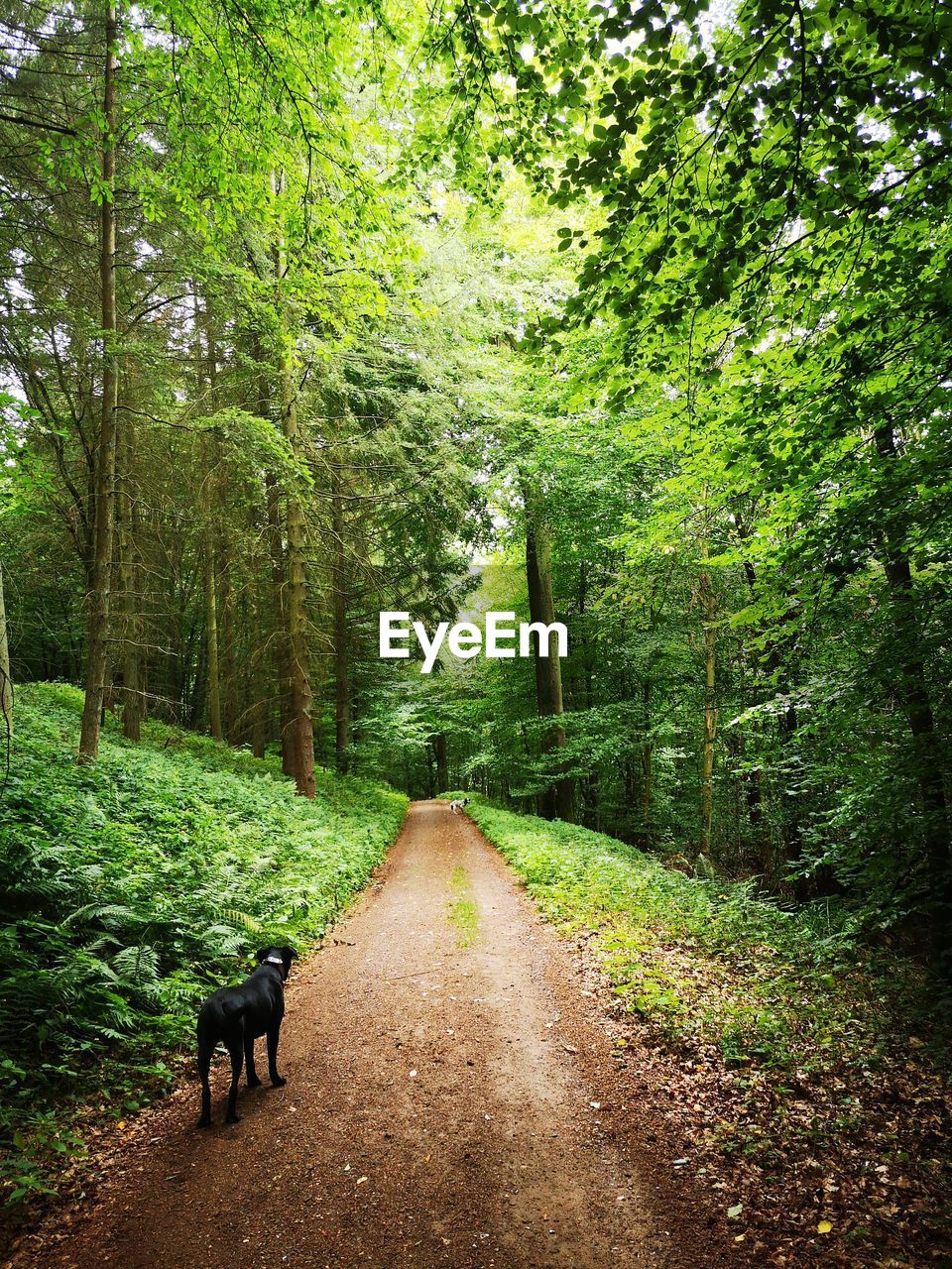 DIRT ROAD AMIDST GREEN TREES