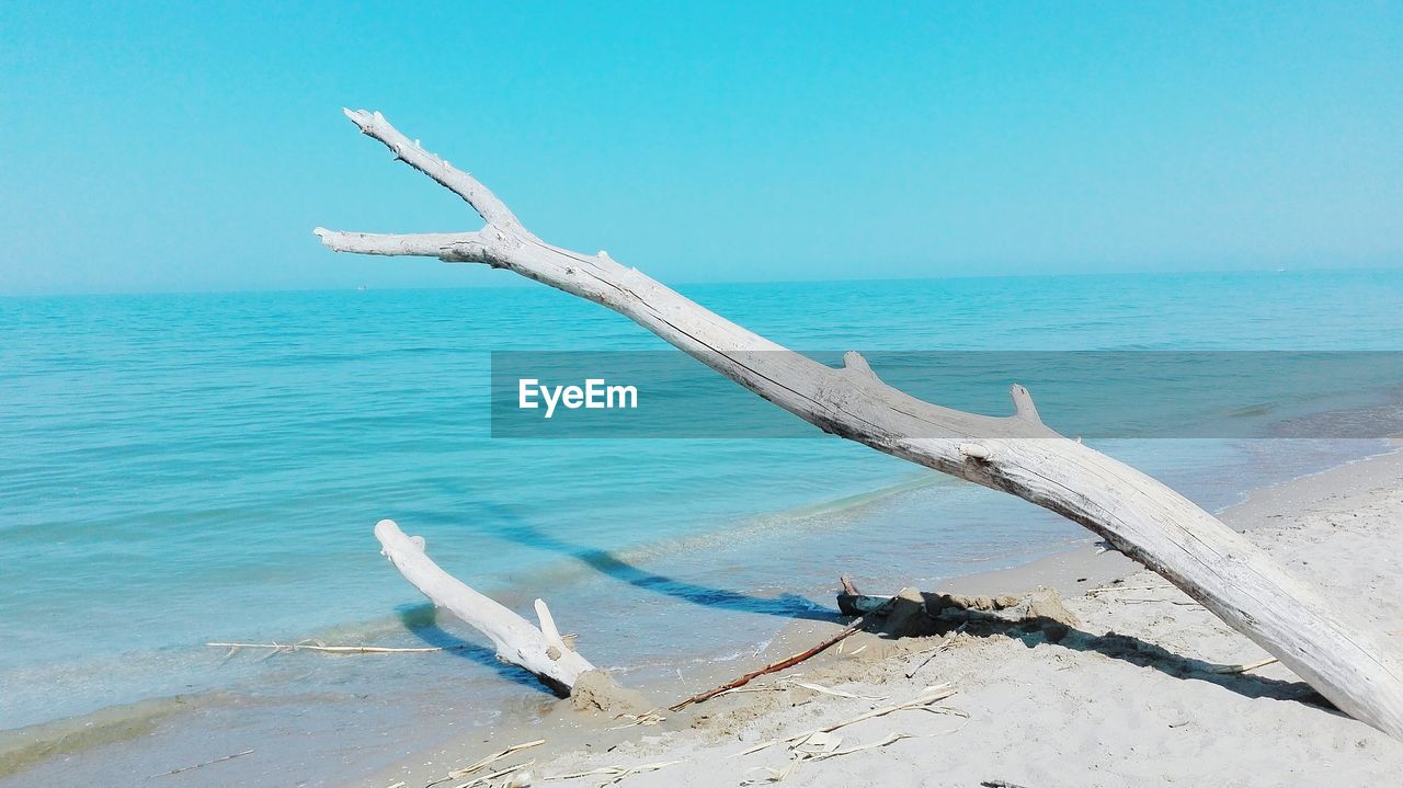 Driftwood at beach